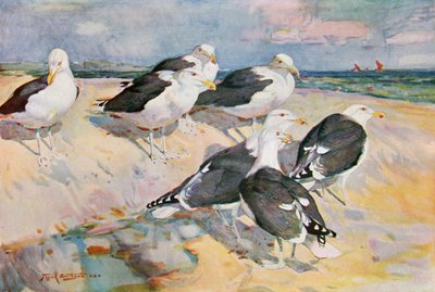 Gaviotas de lomo negro, ilustración de 